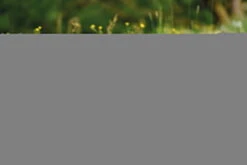 Nici 48609 Alpaka Chic Paka 48cm Stehend Plüsch Kuscheltier GREEN 9 Nici 48609 Alpaka Chic Paka 48cm Stehend Plüsch Kuscheltier GREEN -Nici 48607 14 48603 48605 48609 Milieu 2048x1366lR4UoePDrjYhq